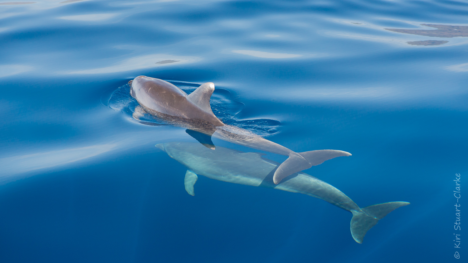 Bottlenose dolphins surfacing