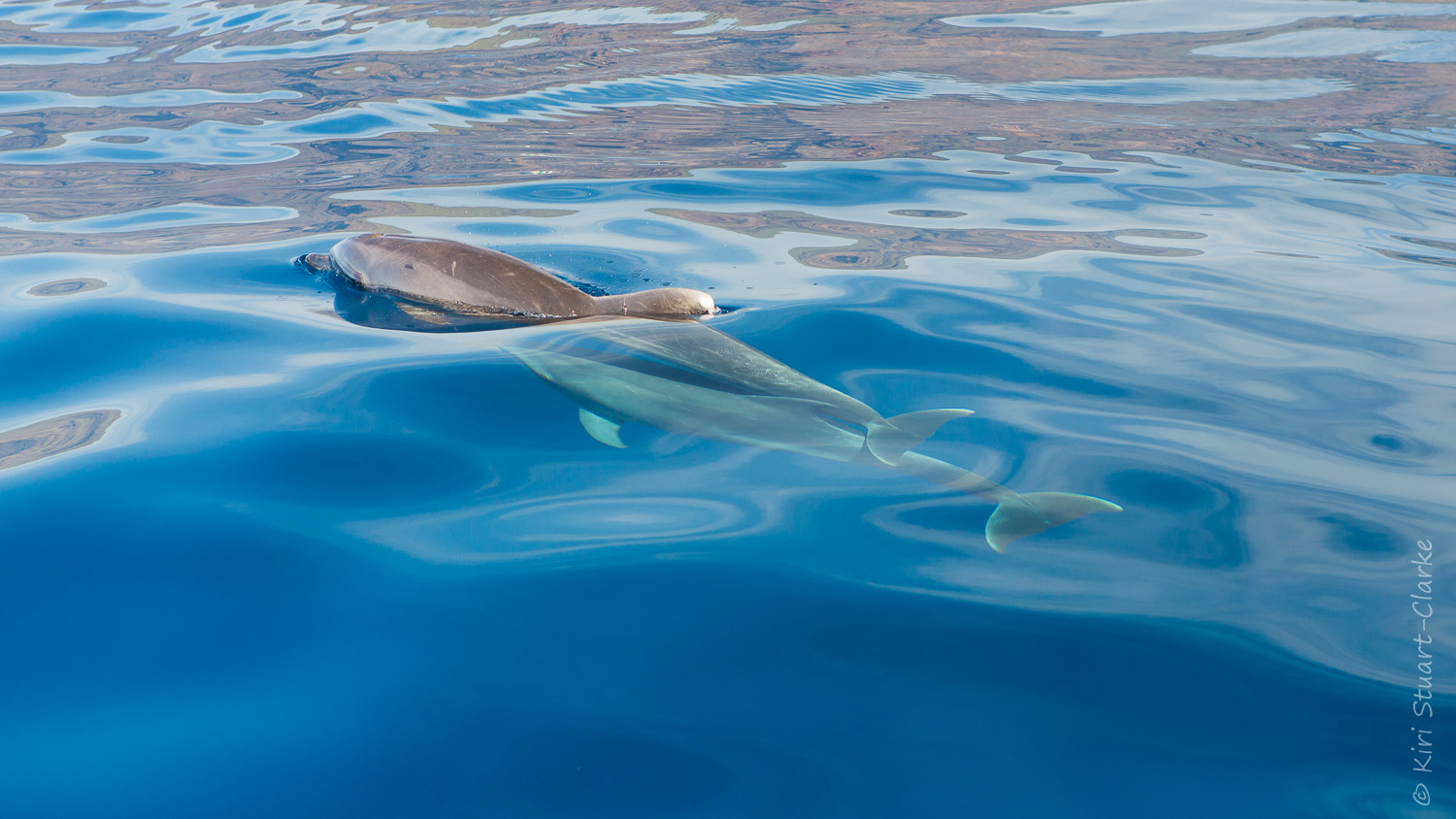 Dolphin and calf