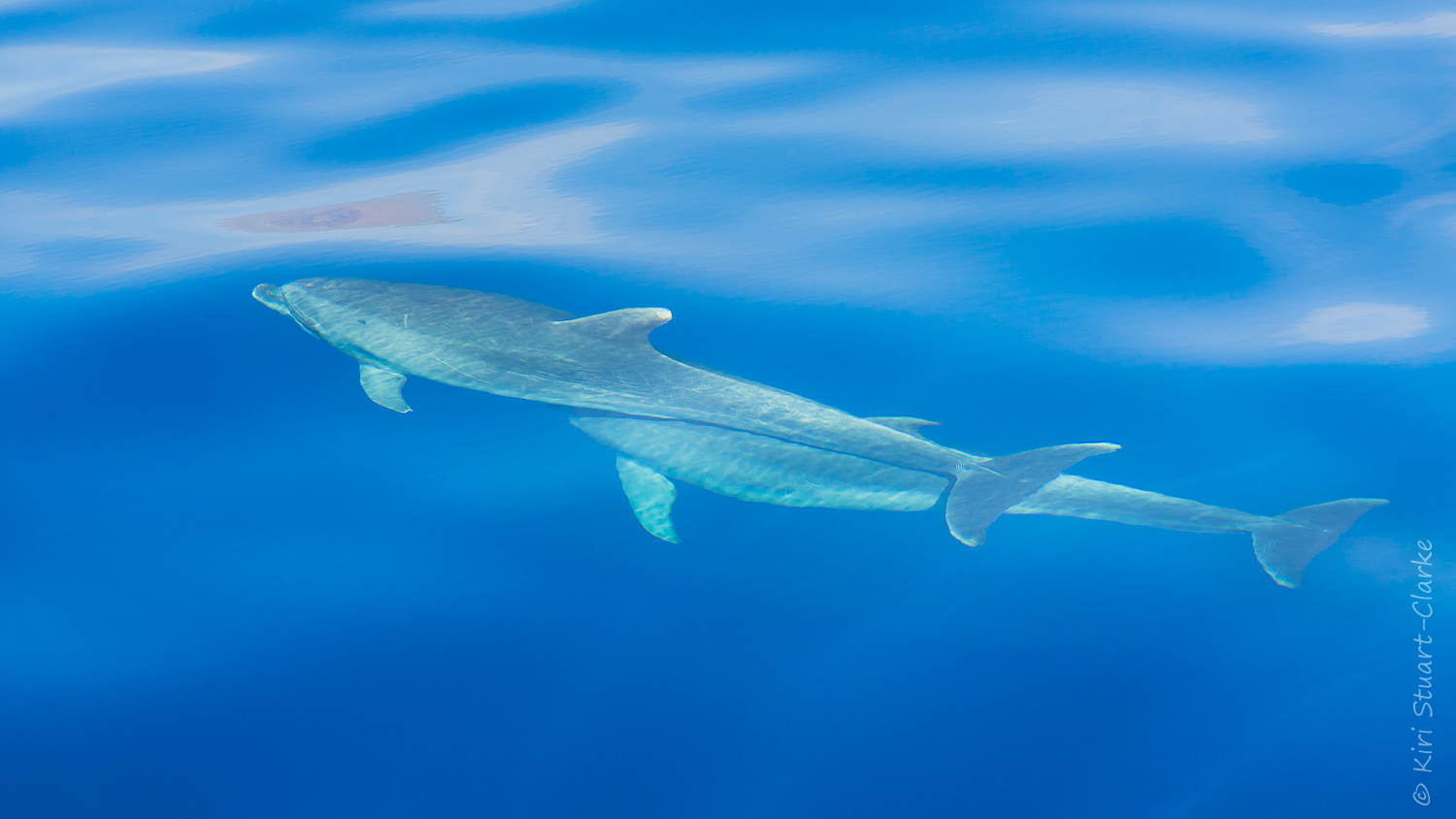 Dolphins