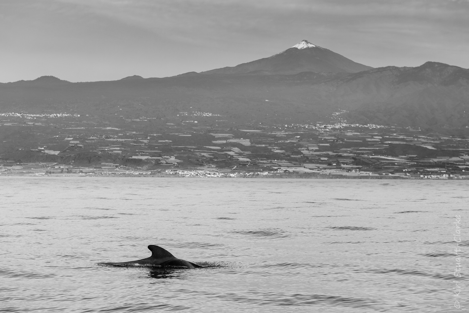 Pilot whale and Teide