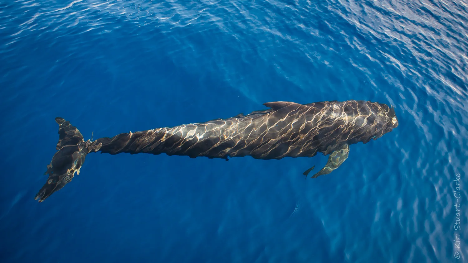 Pilot whale in dappled light