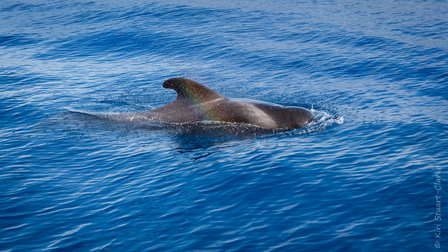 Rainbow and pilot whale