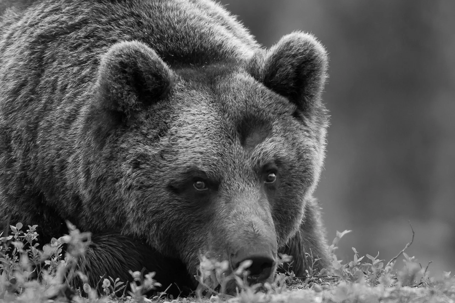Brown bear portrait in black and white