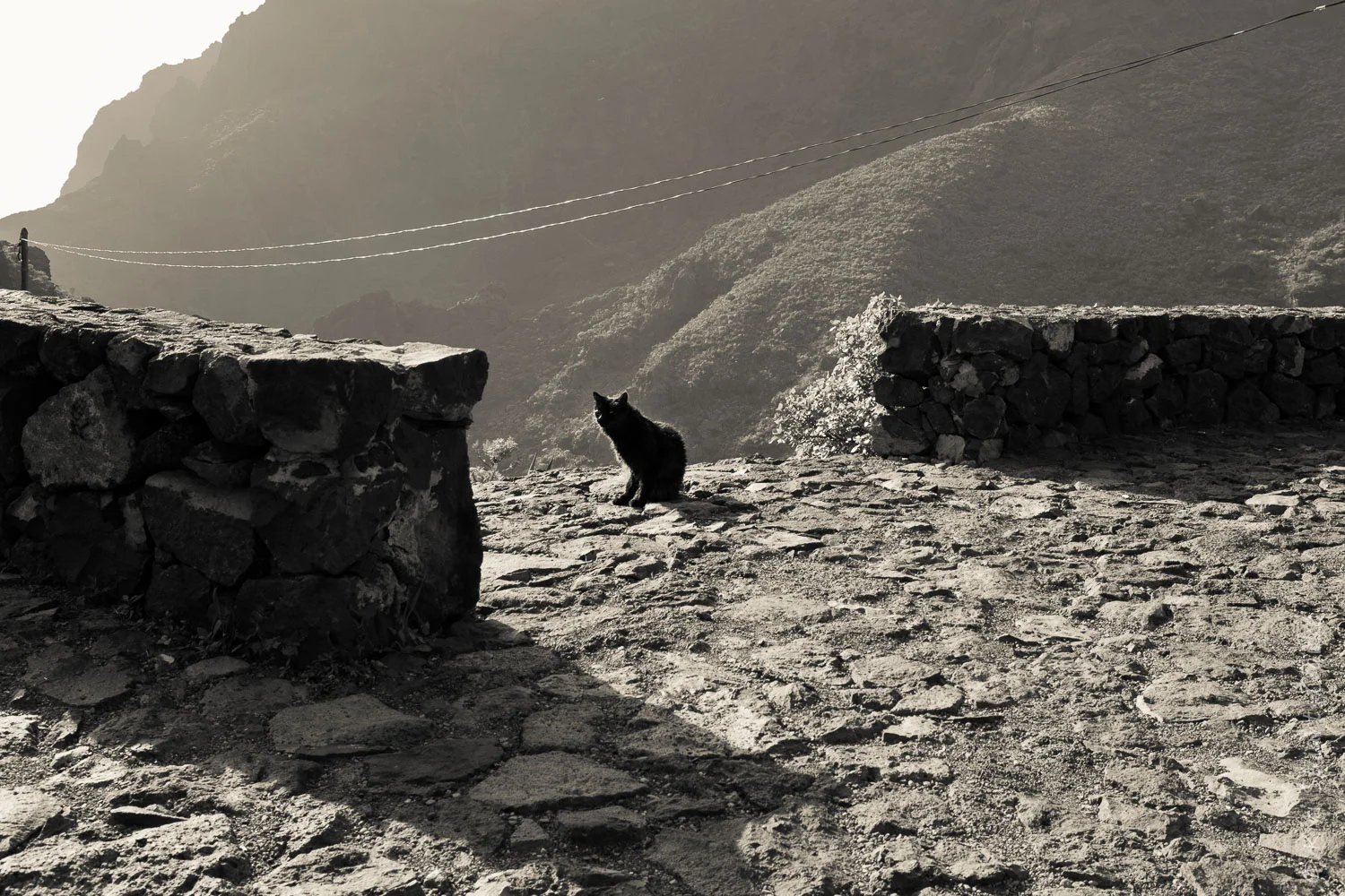 Mountain Cat