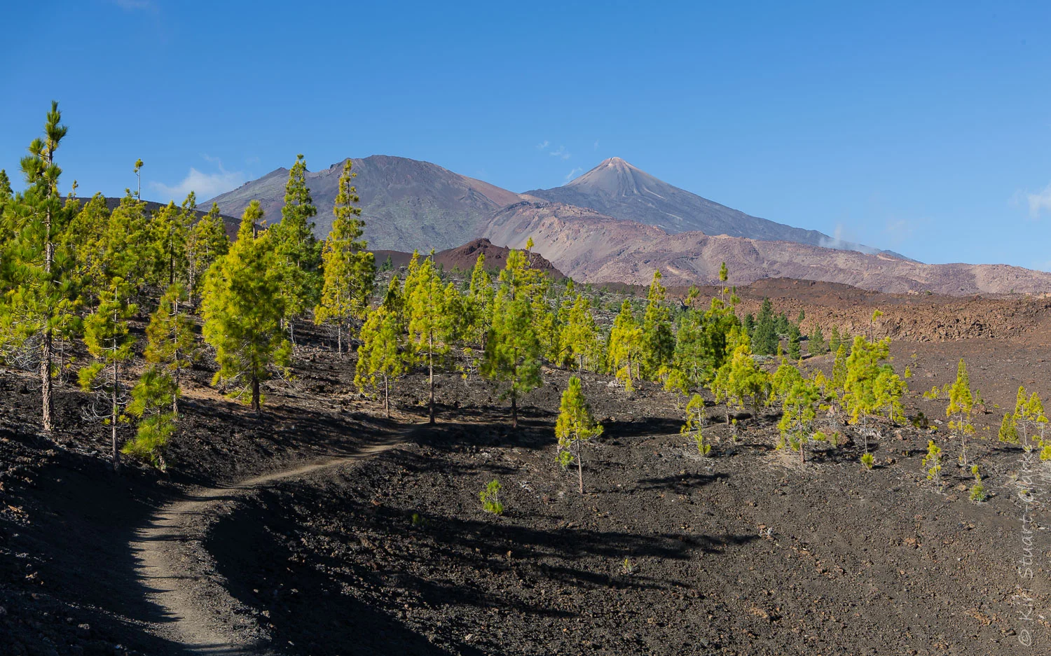 Tree Line