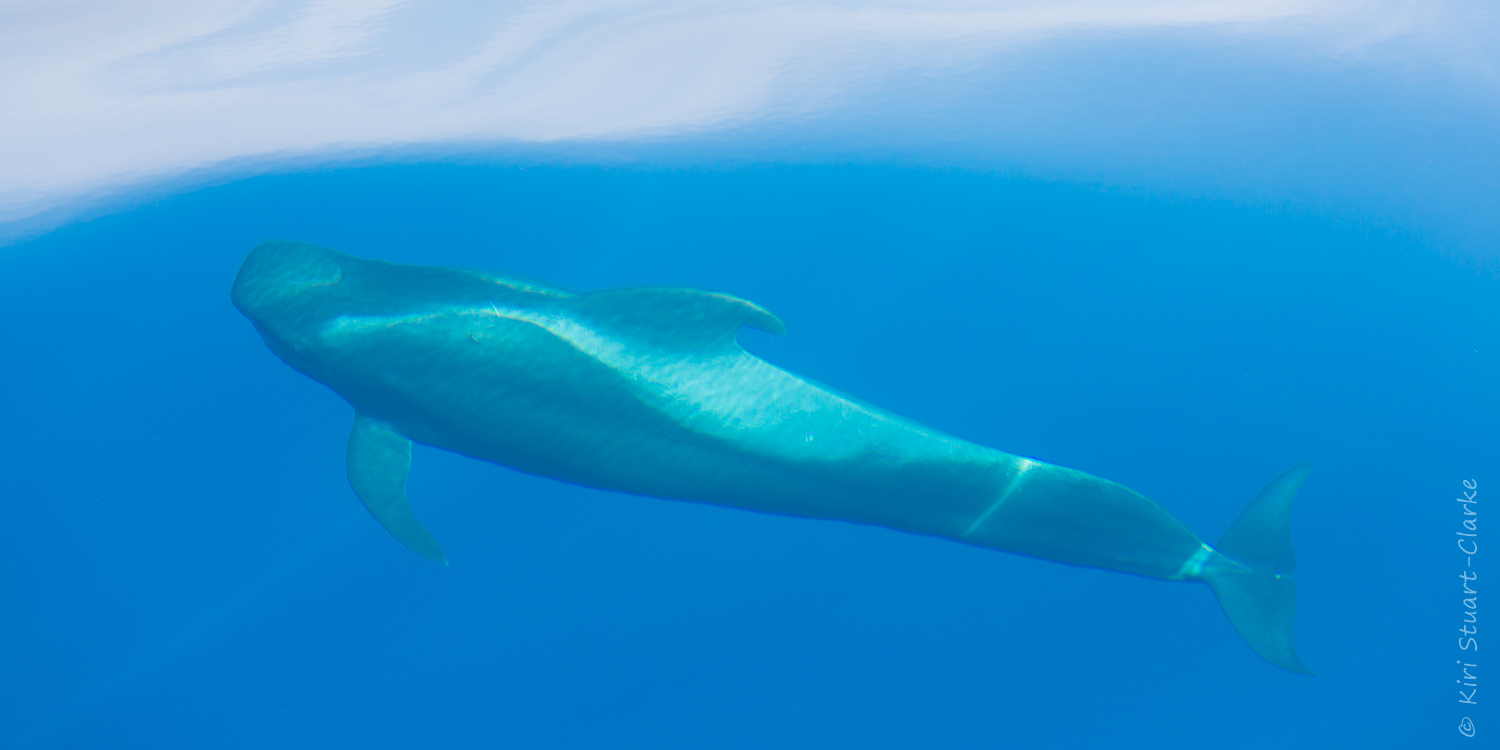 Basking Pilot Whale