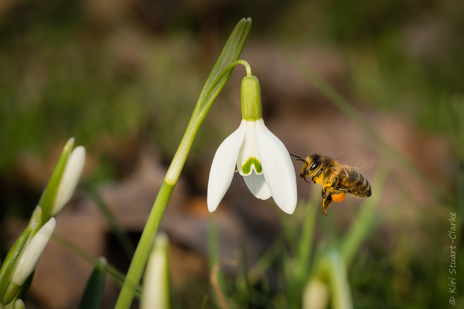 An early worker honeybee gathers nectar from a Common Snowdrop, Galanthus nivalis