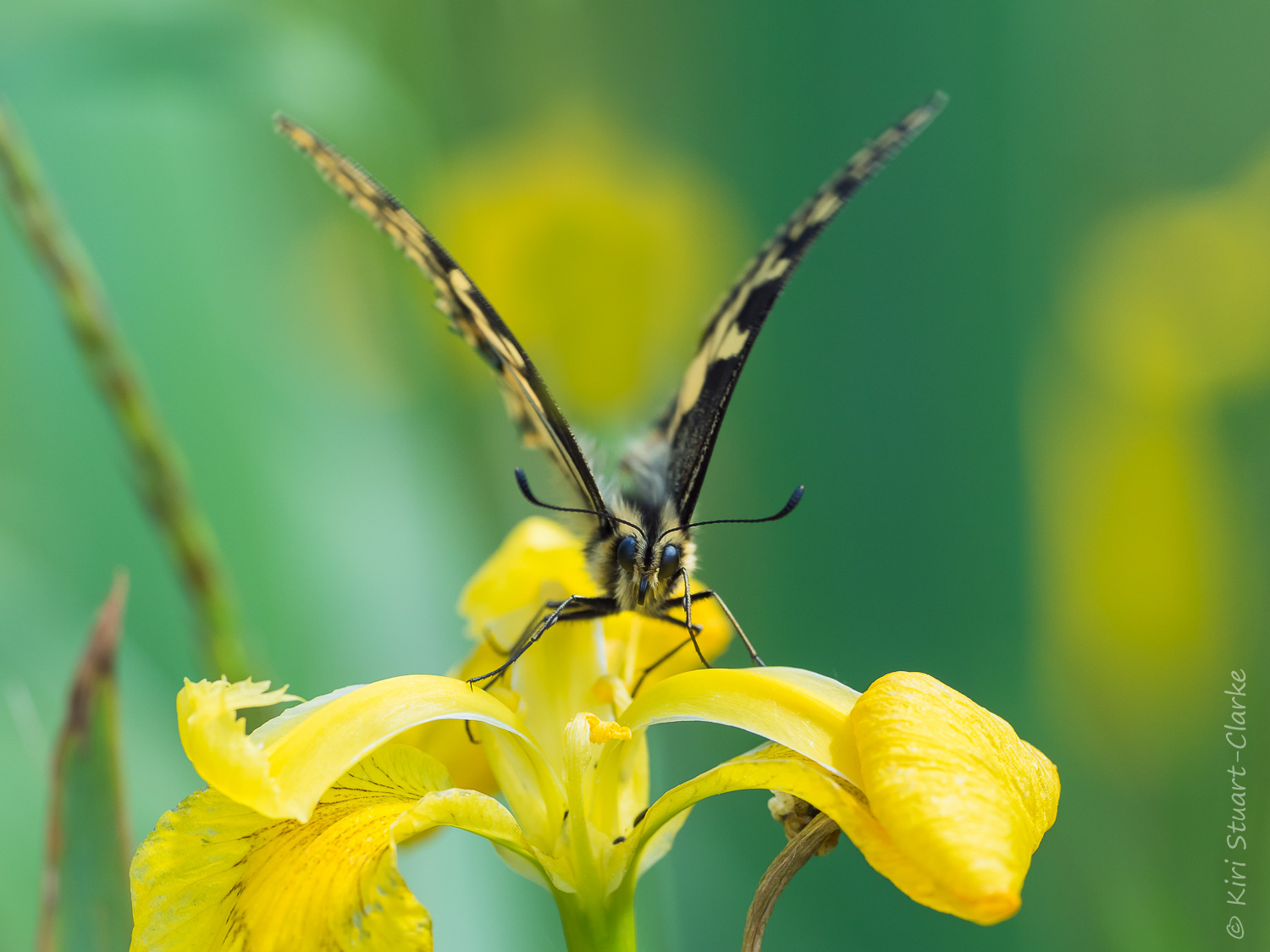 Taking off from a yellow flag iris flower, the British Swallowtail butterfly has been fully protected in UK law since 1992.