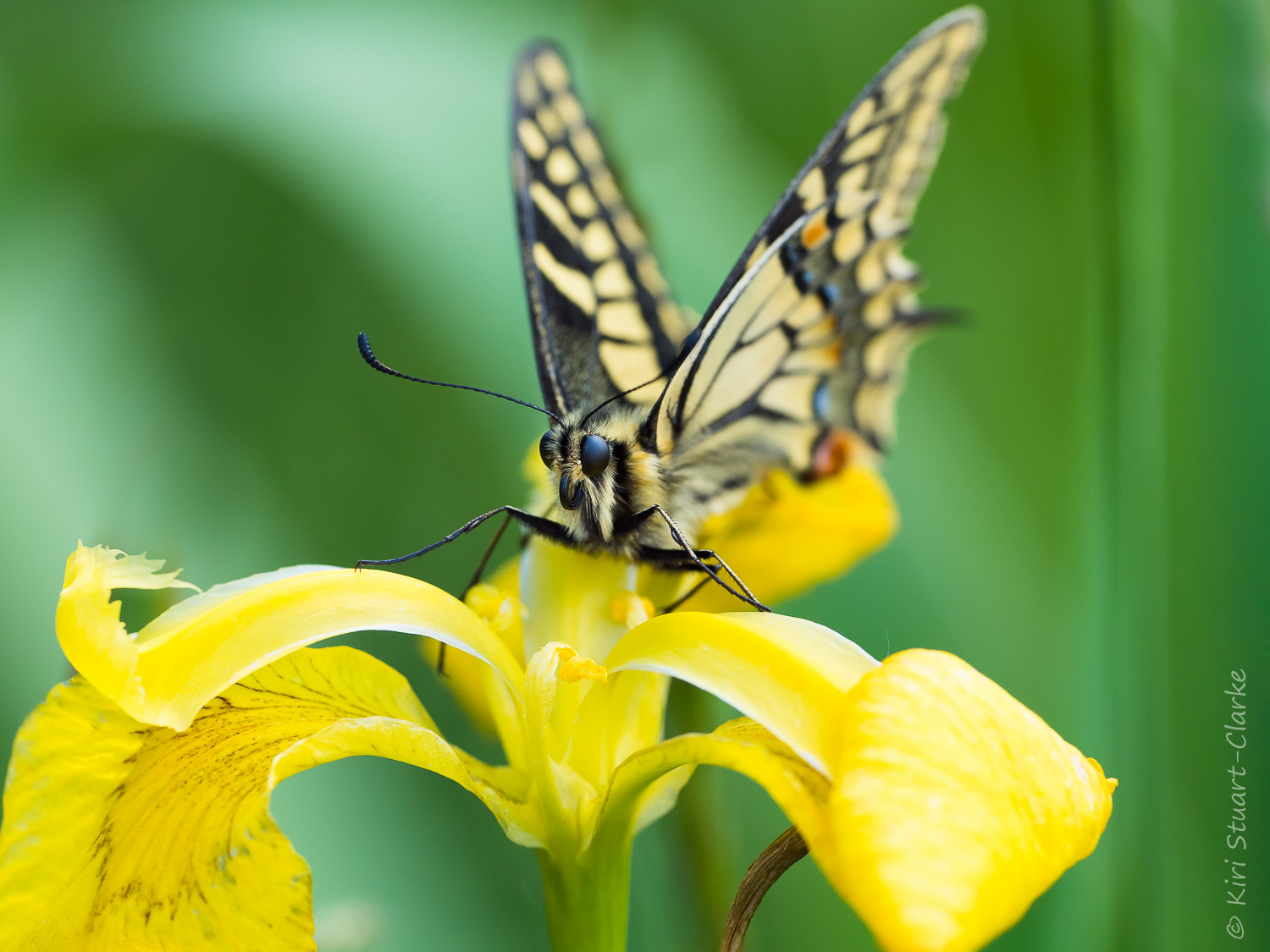 British Swallowtail Butterfly