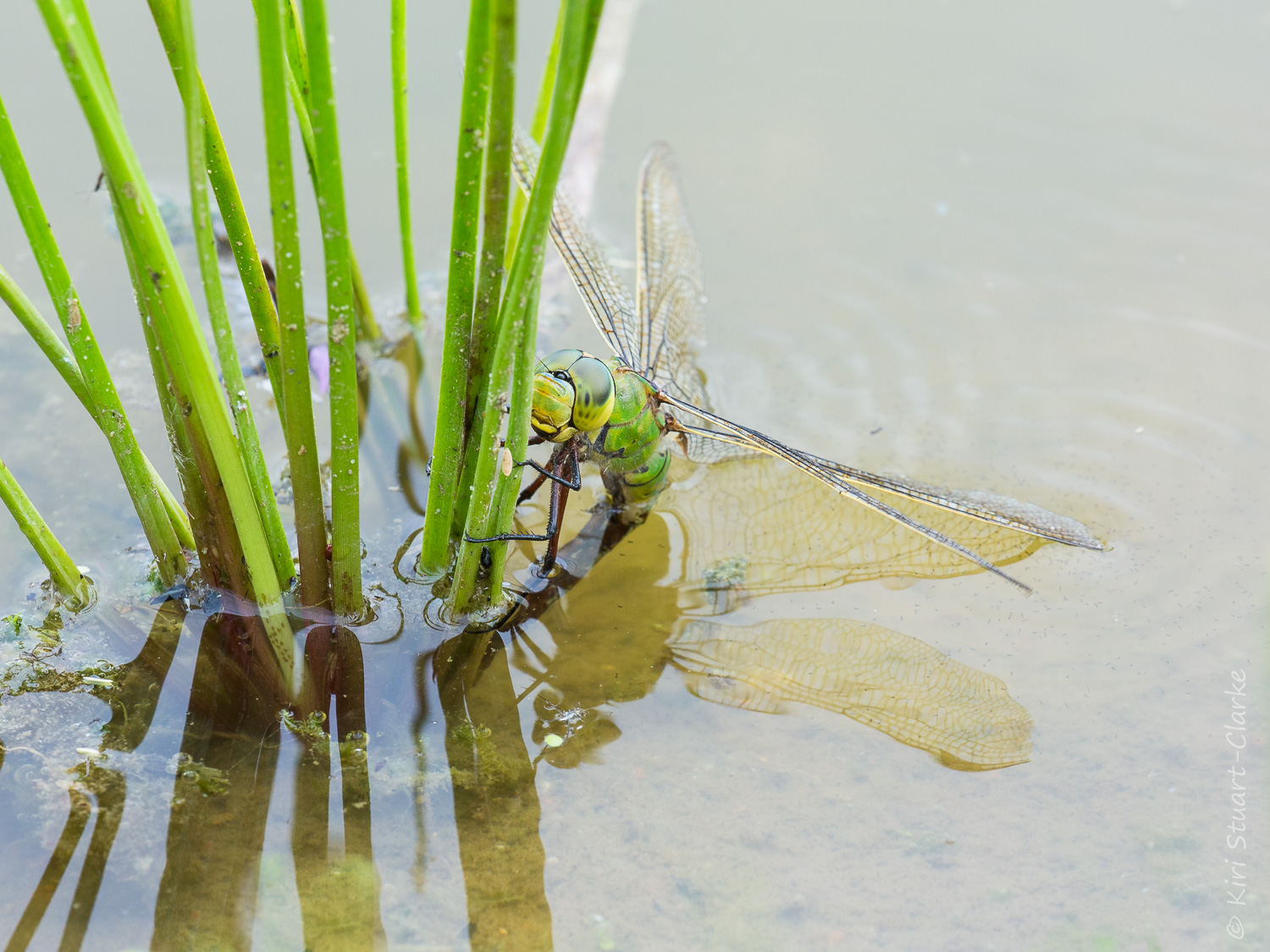 A female Emperor dragonfly, Anax imperator,&nbsp;ovipositing on the base of reeds