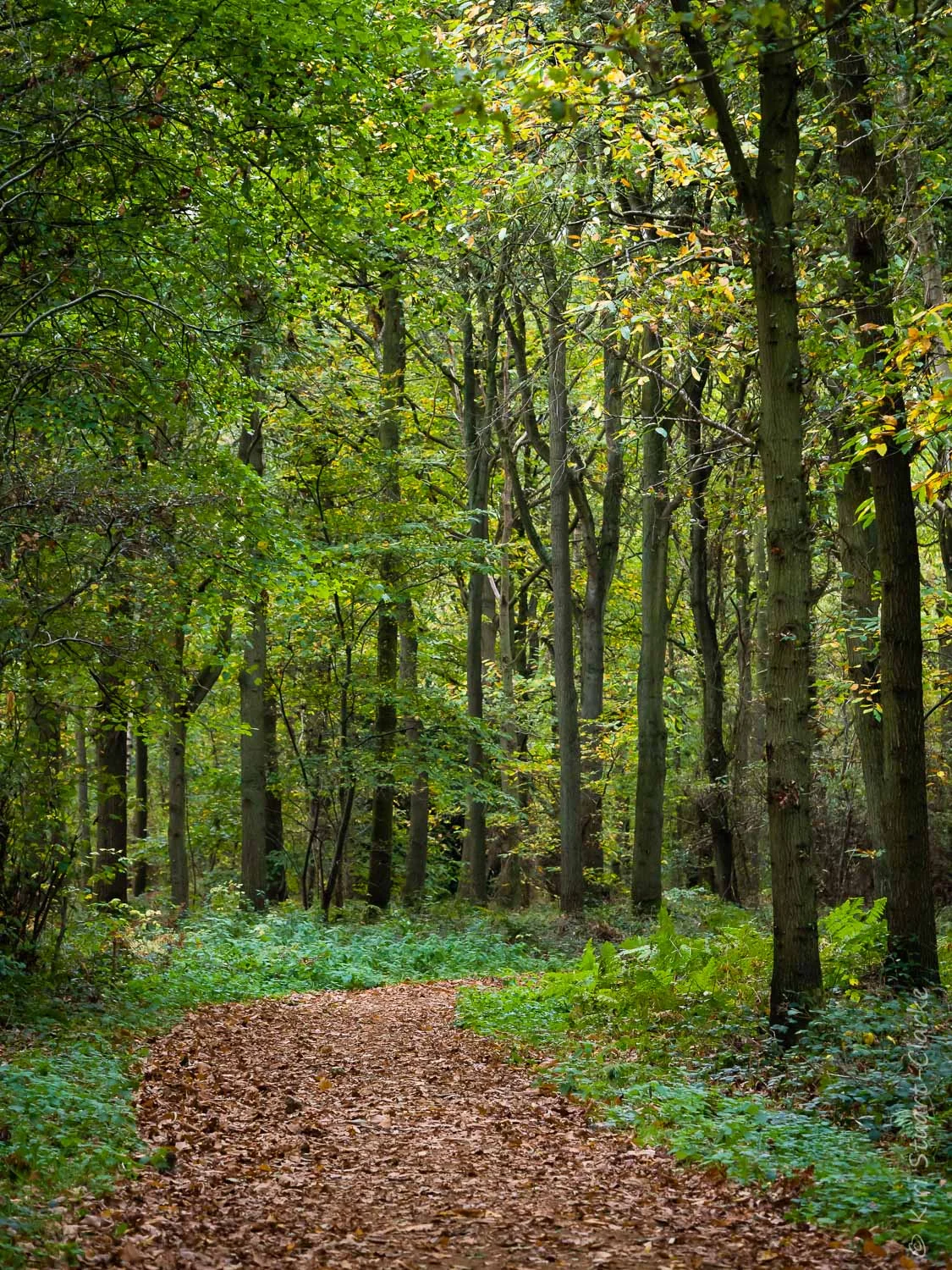 A still green canopy at Blickling Estate