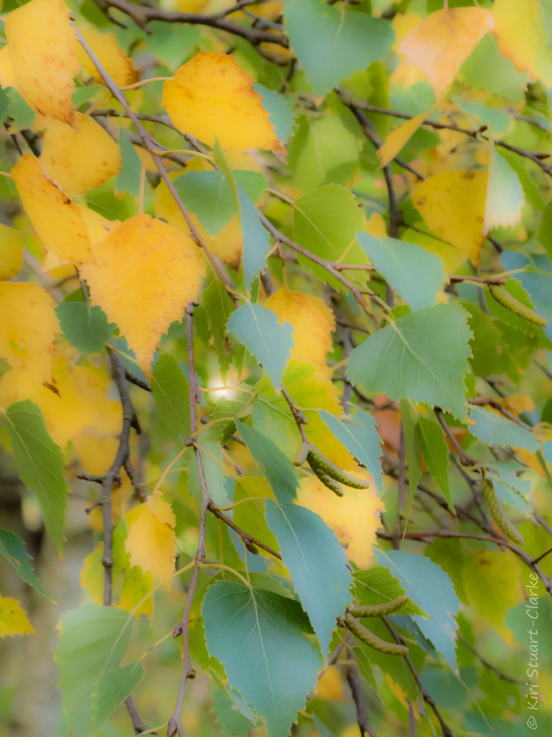 Mingled gold and green birch leaves