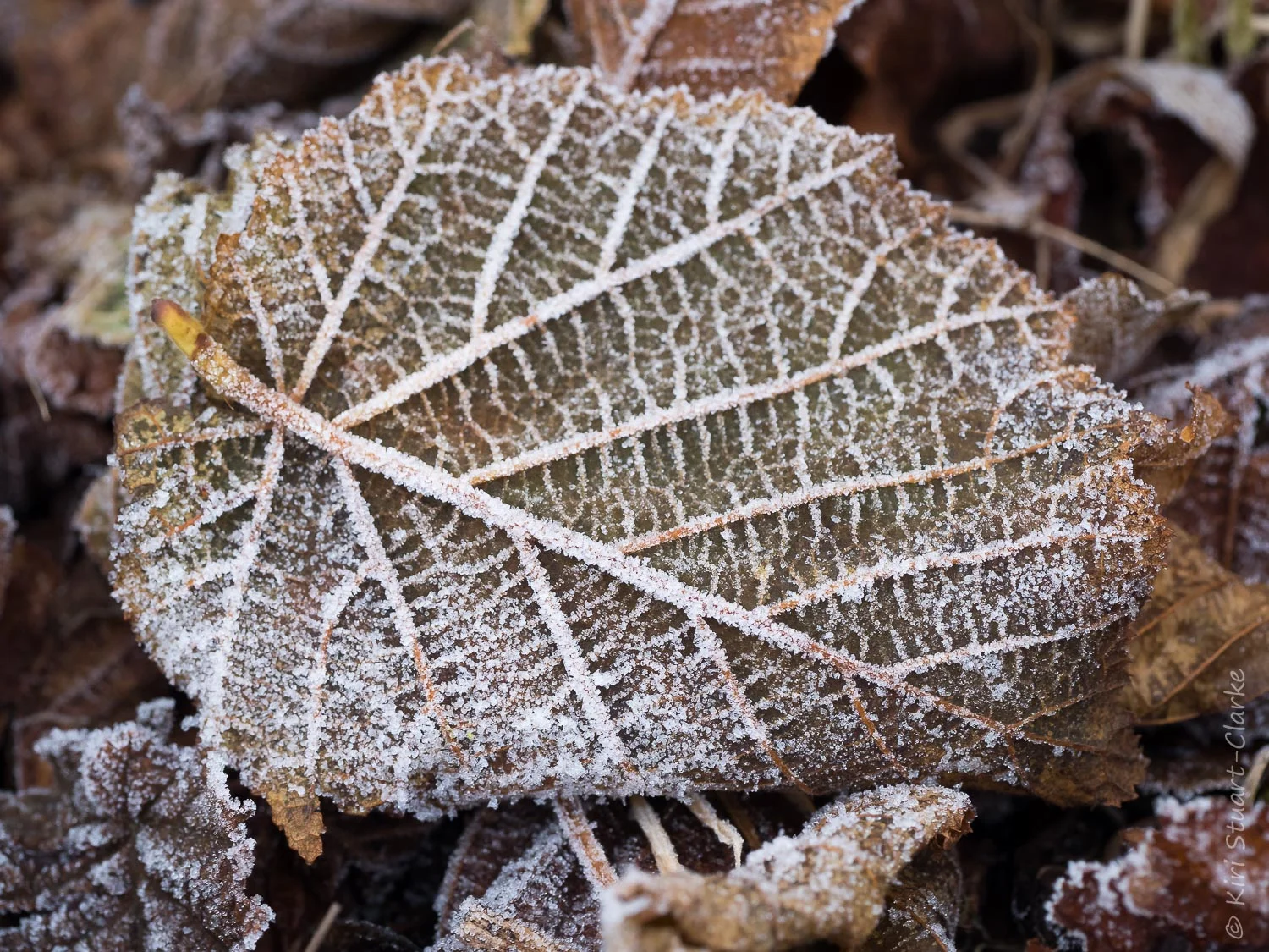 Frost covered leaf litter