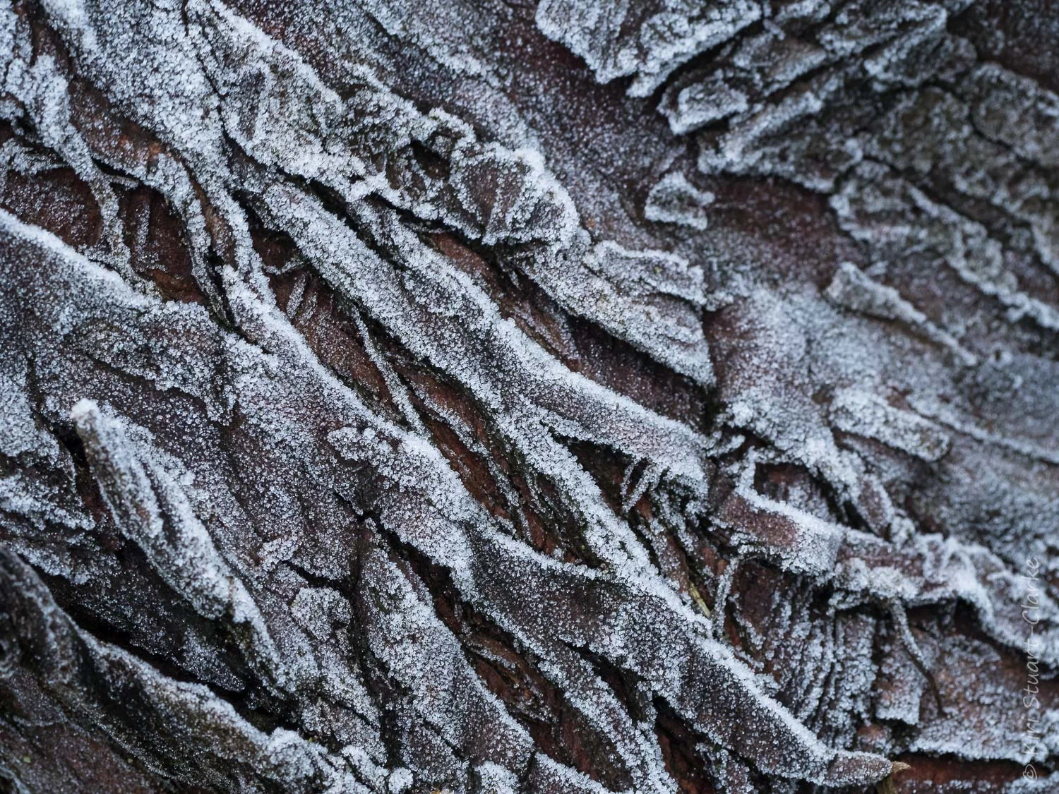 Bark covered in white frost