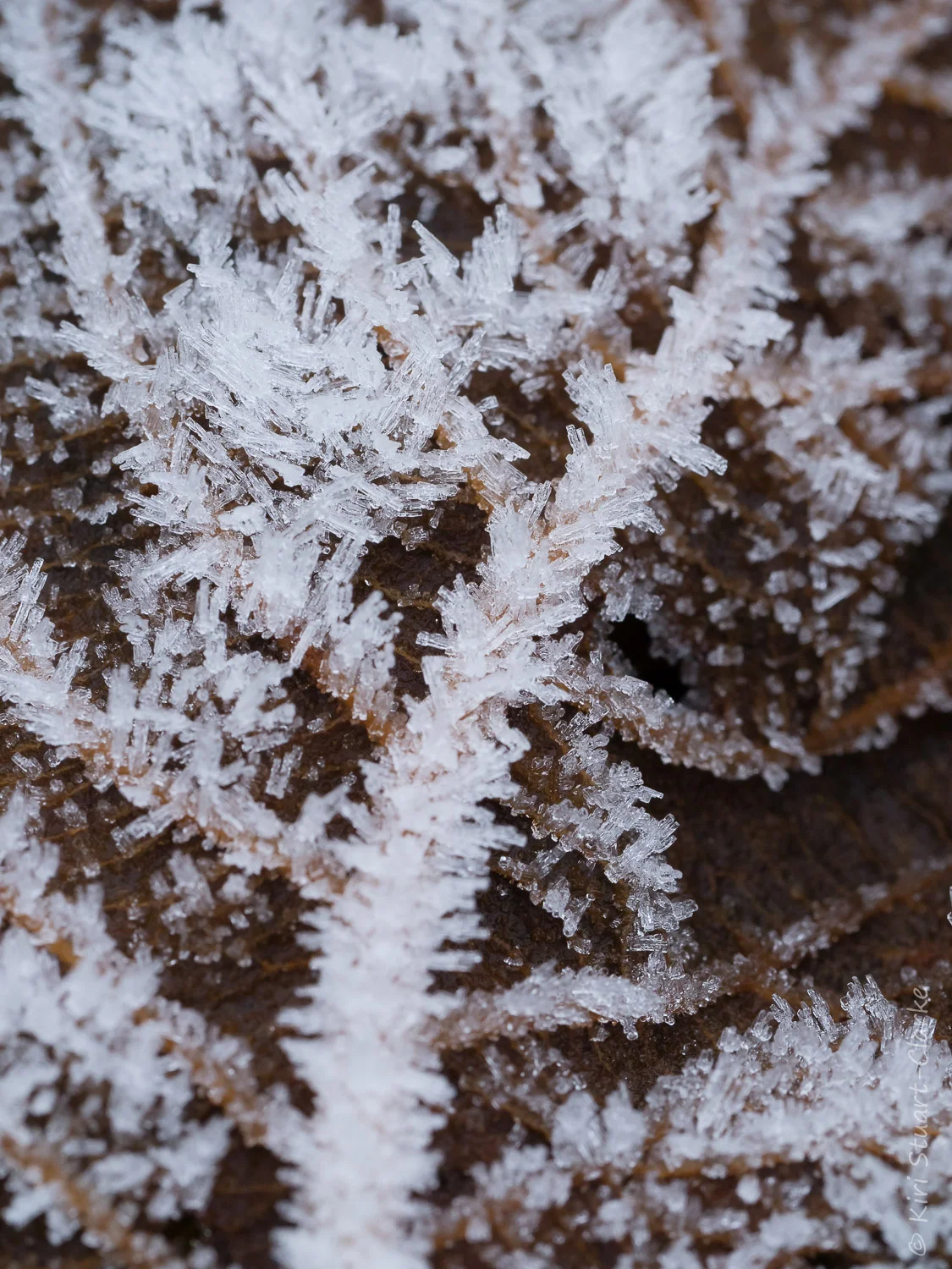 The crystalline nature of hoar frost close up