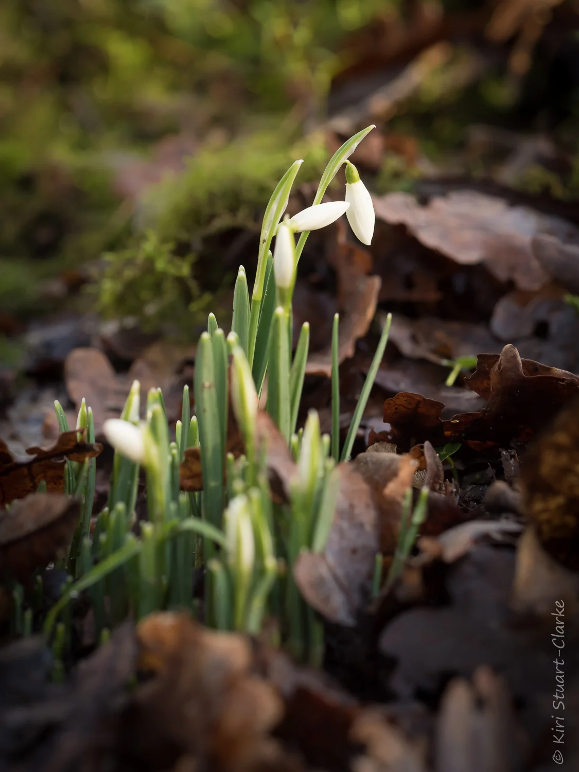 Snowdrops nestled amongst leaves