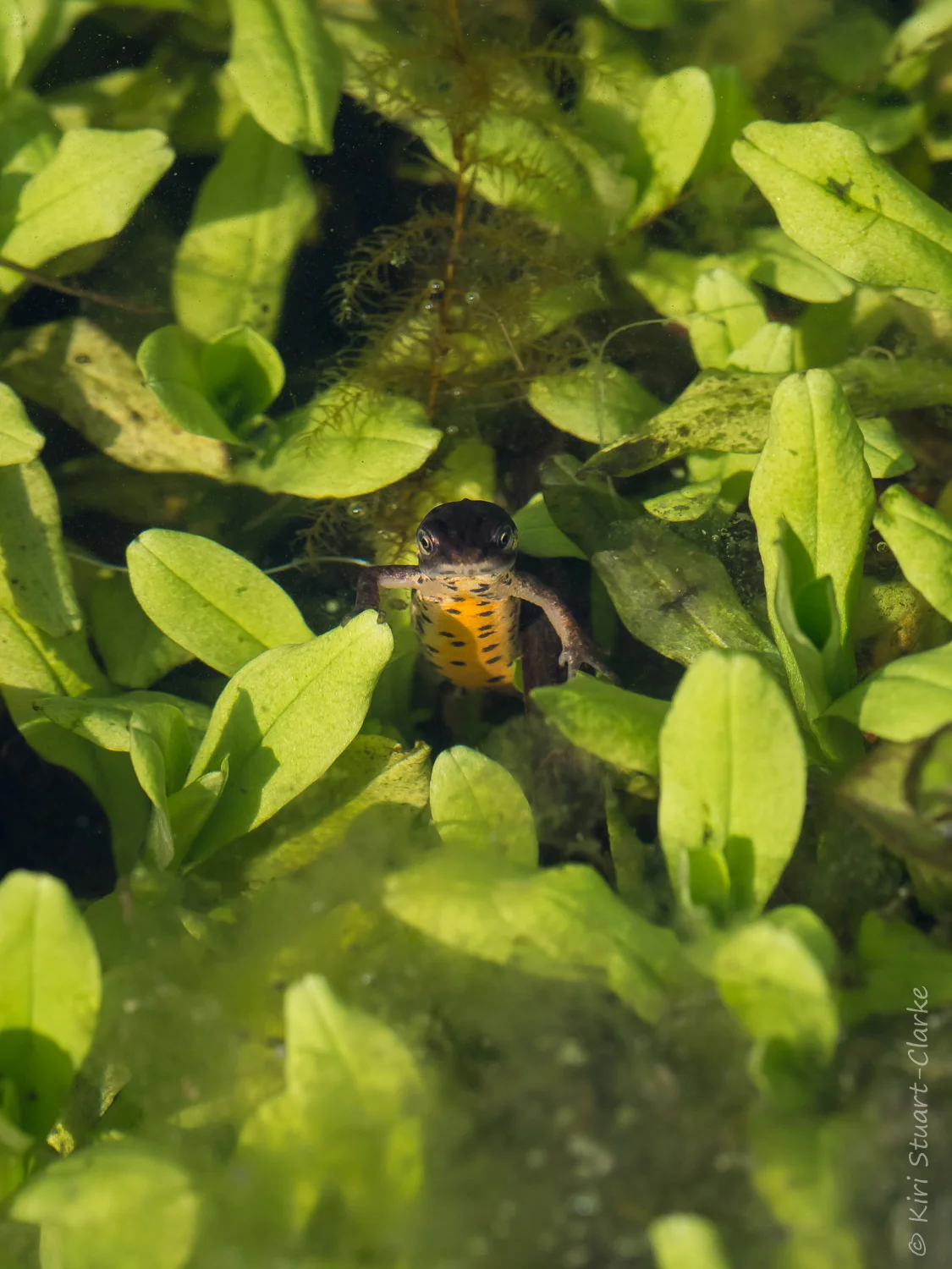 Male Common or Smooth newt in orange mating colours
