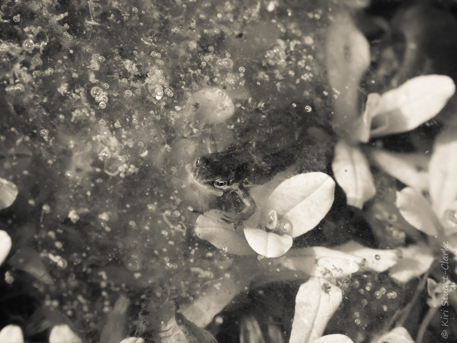 Common newt hunting among newly hatched tadpoles