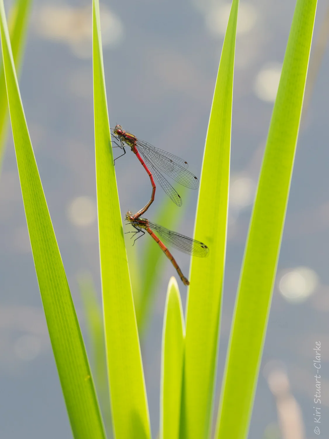 Large red damselfly on pond reeds-crop