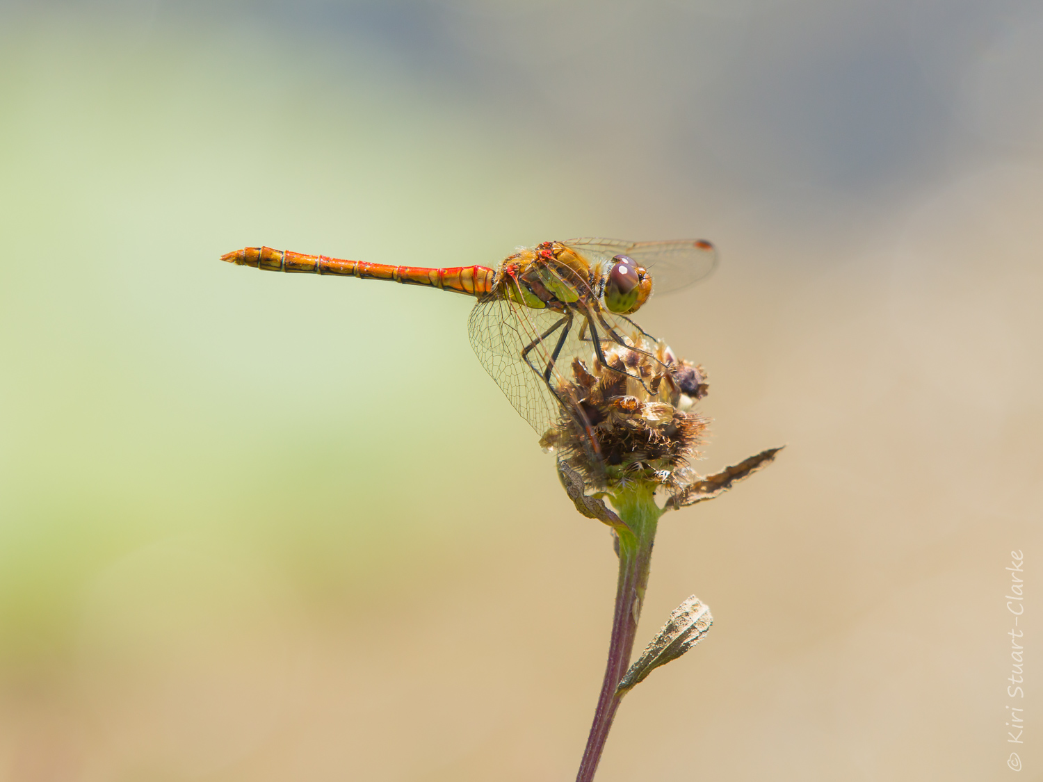A Common Darter dragonfly perched on Knapweed in my wildflower meadow, July 2016