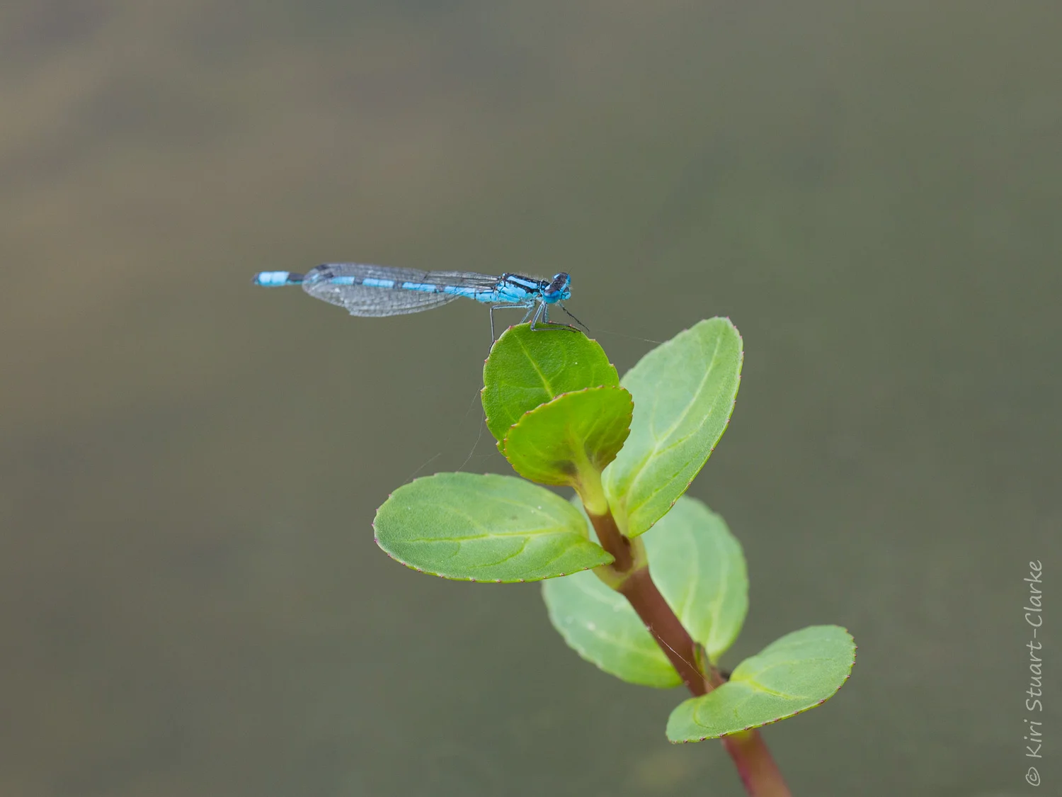 Common Blue damselfly perched on Brooklime, August 2014
