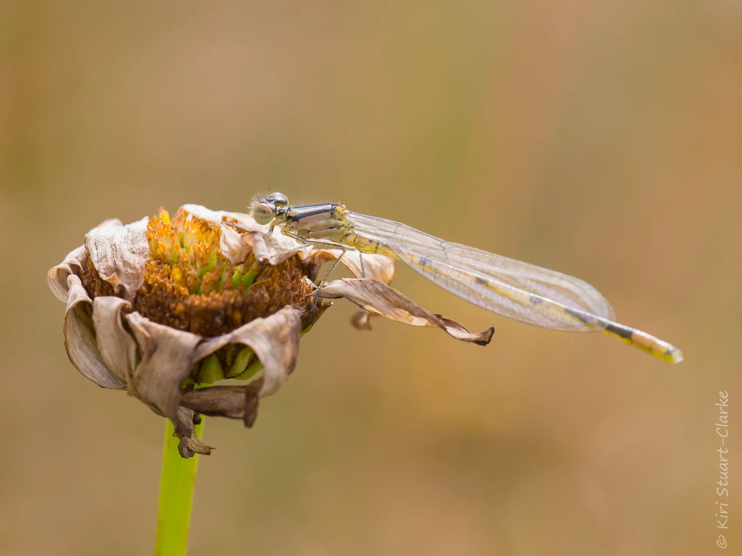 Common Blue damselfly, drab form, immature, July 2016