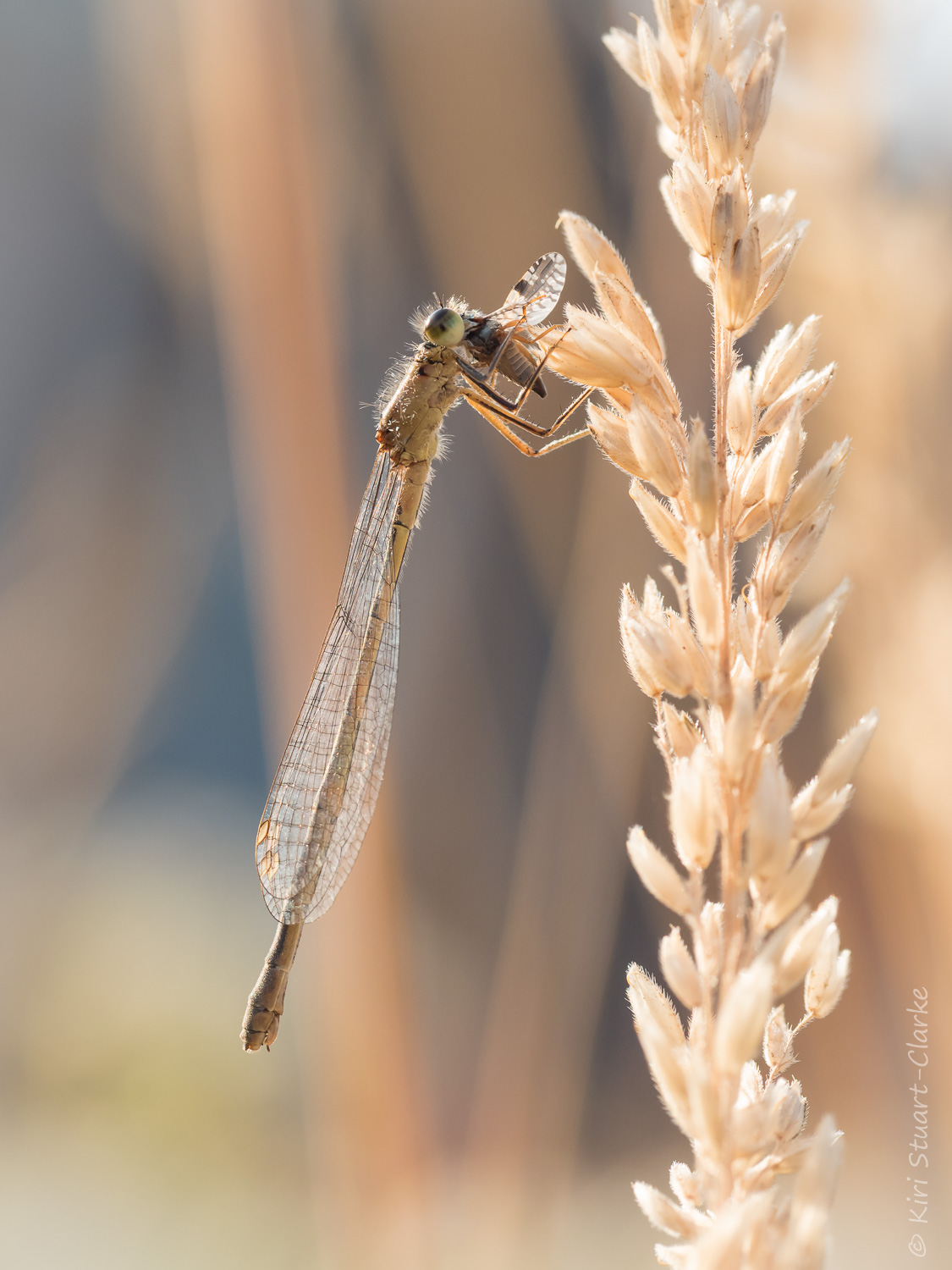 Female Blue-tailed damselfly, form rufescens, July 2016