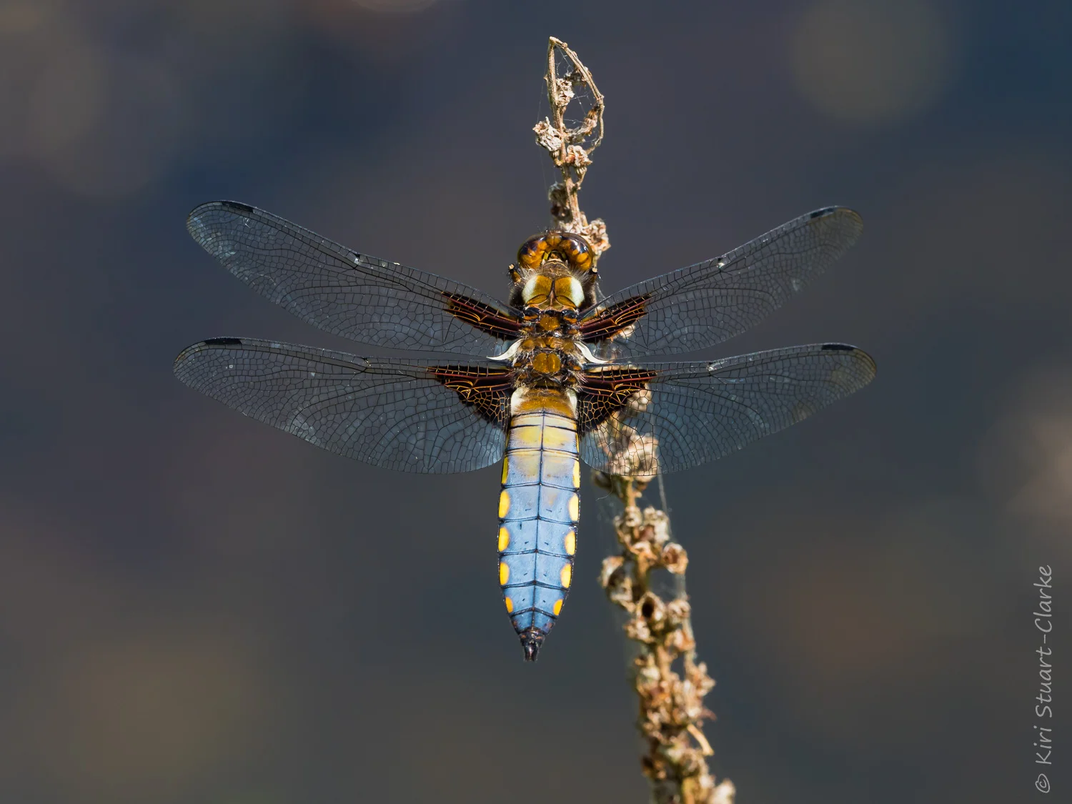 Broad-bodied Chasers return in 2018 after missing a year. Highly territorial, this one saw off a passing Southern hawker dragonfly.