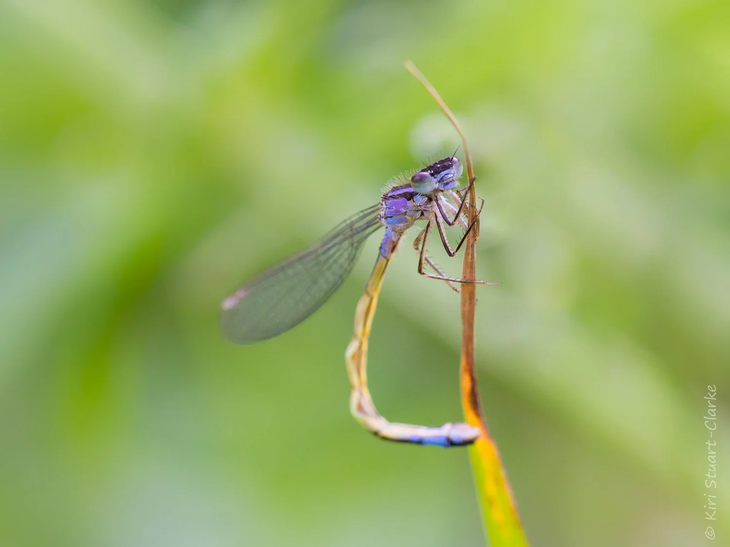 The vivid female violacea form of the Blue-tailed damselfly