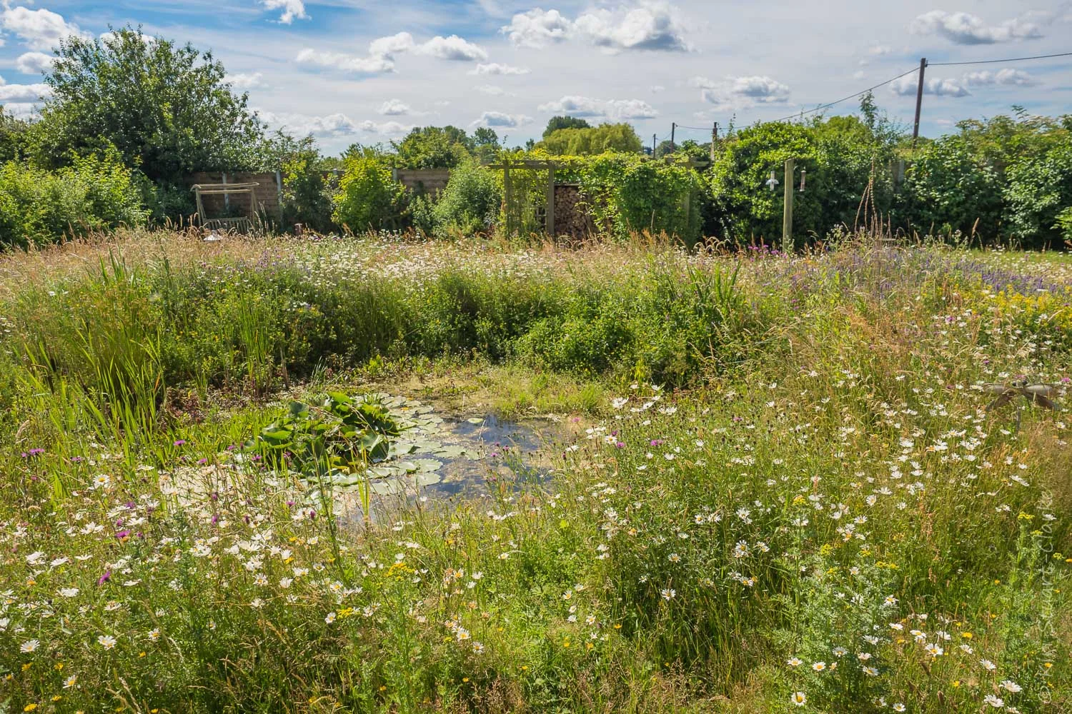 Nar Cottage wildlife pond as it is today, rich in aquatic and marginal vegetation and surrounded by a native wildflower meadow (June 2017)