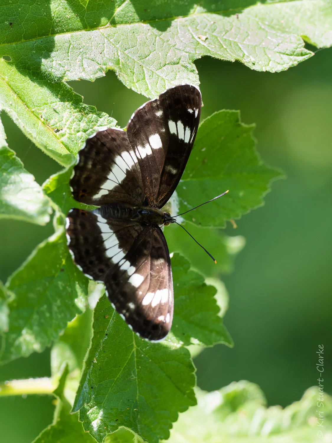 White Admirals look similar to Purple Emperors but are smaller, lack the orange markings and purple iridescence