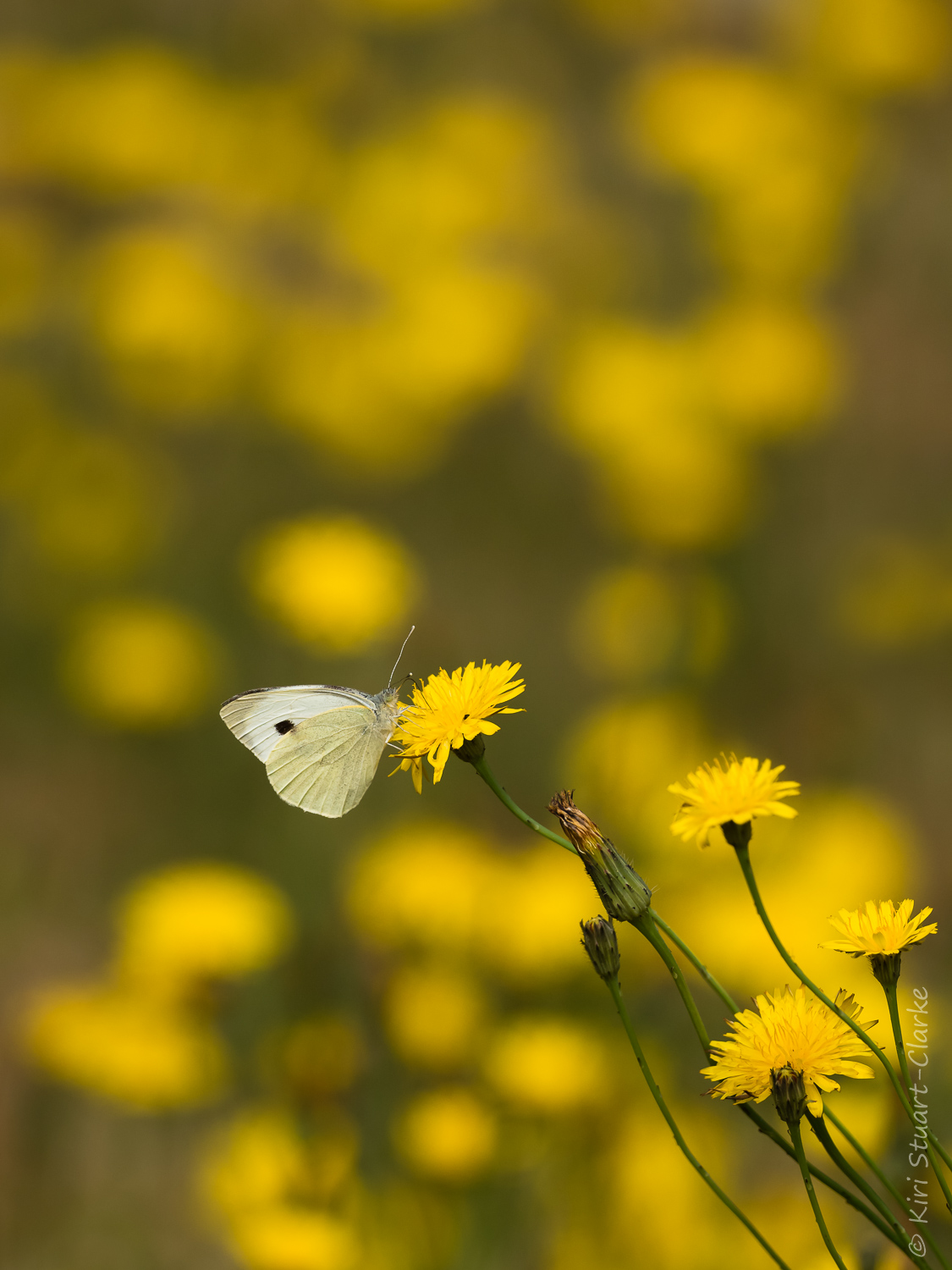 Large white nectaring on cat's ear flower
