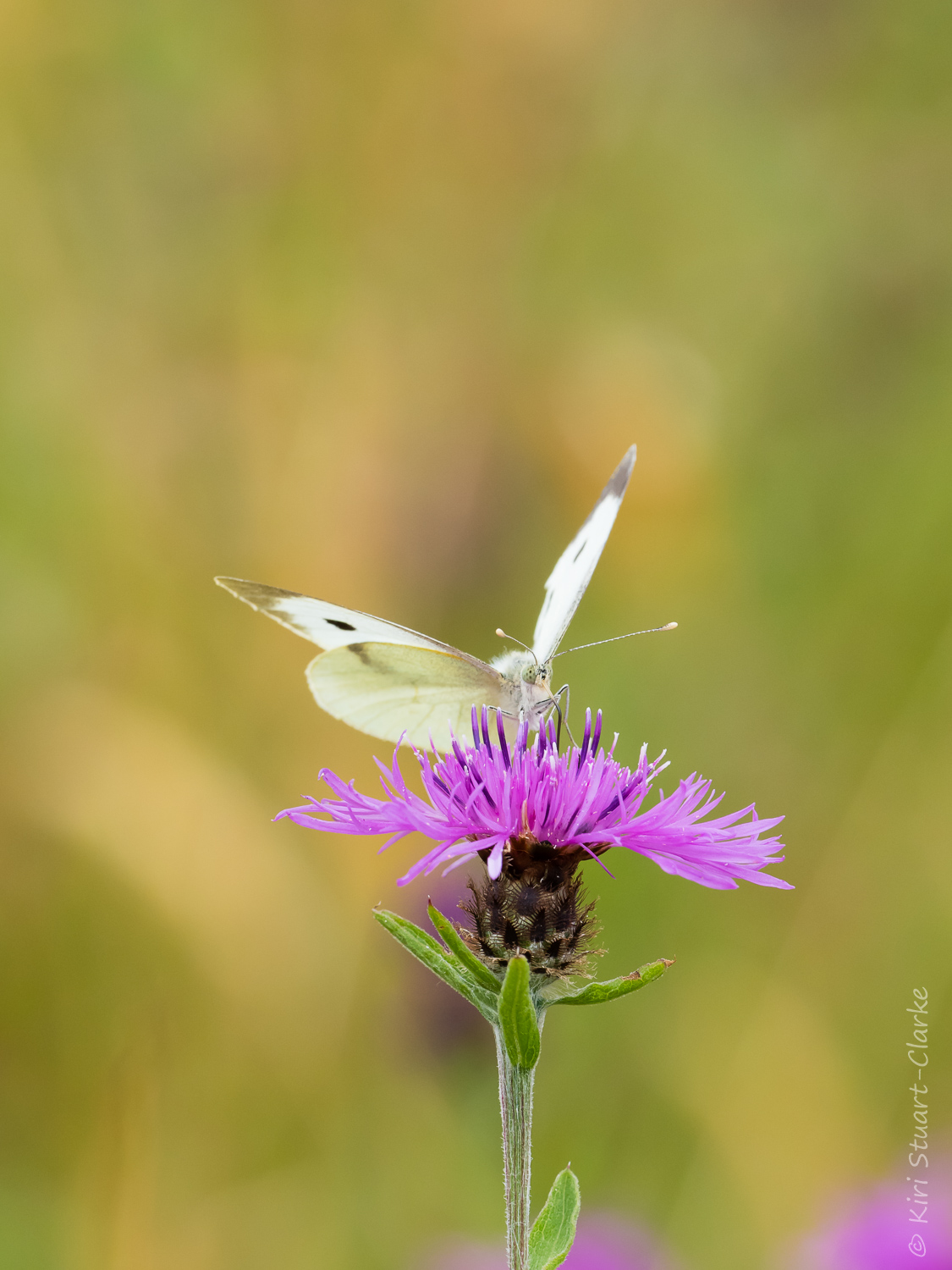 Large white nectaring on knapweed