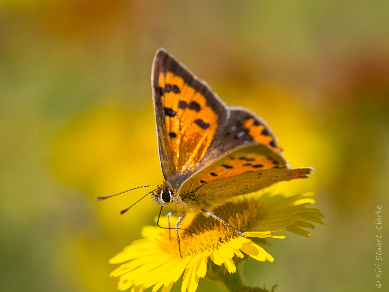 Small copper glistening in sunshine