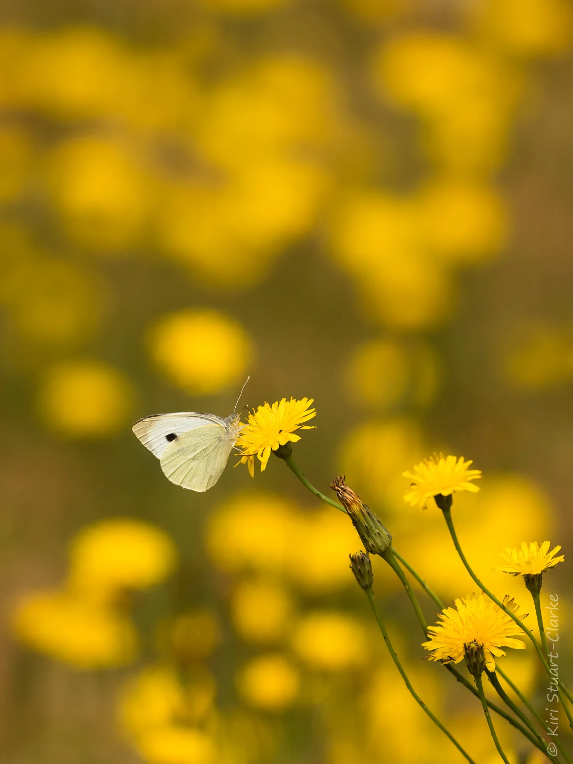 A Large White butterfly nectaring on Cat’s Ear’s that covered our parched lawn during the long summer drought. Both species seemed to fare well.