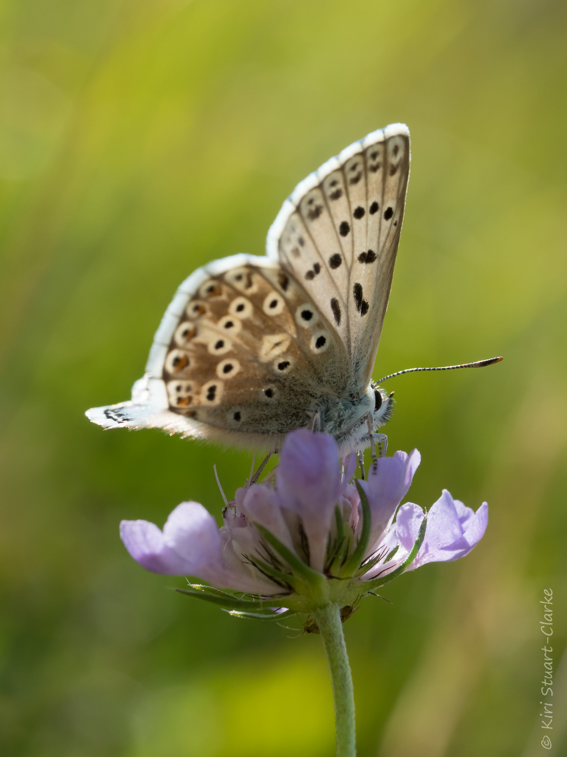 Rimlit Chalkhill Blue nectaring on Small Scabious
