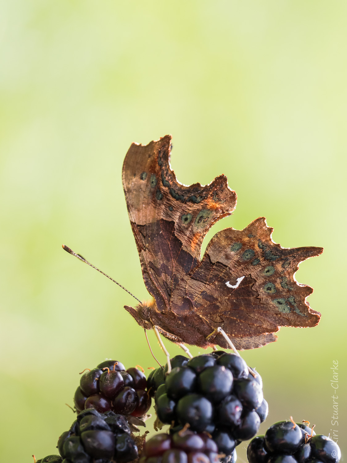 Comma butterfly feeding on blackberry