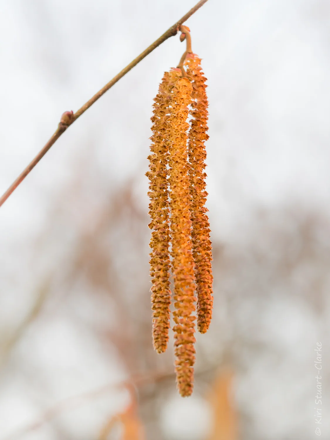 Male Birch tree, betual penduula , catkins