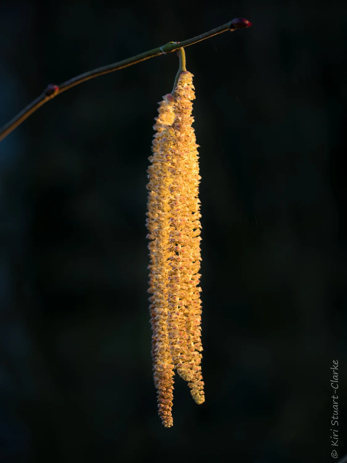 Male Hazel tree, Corylus avellana , catkin in golden light