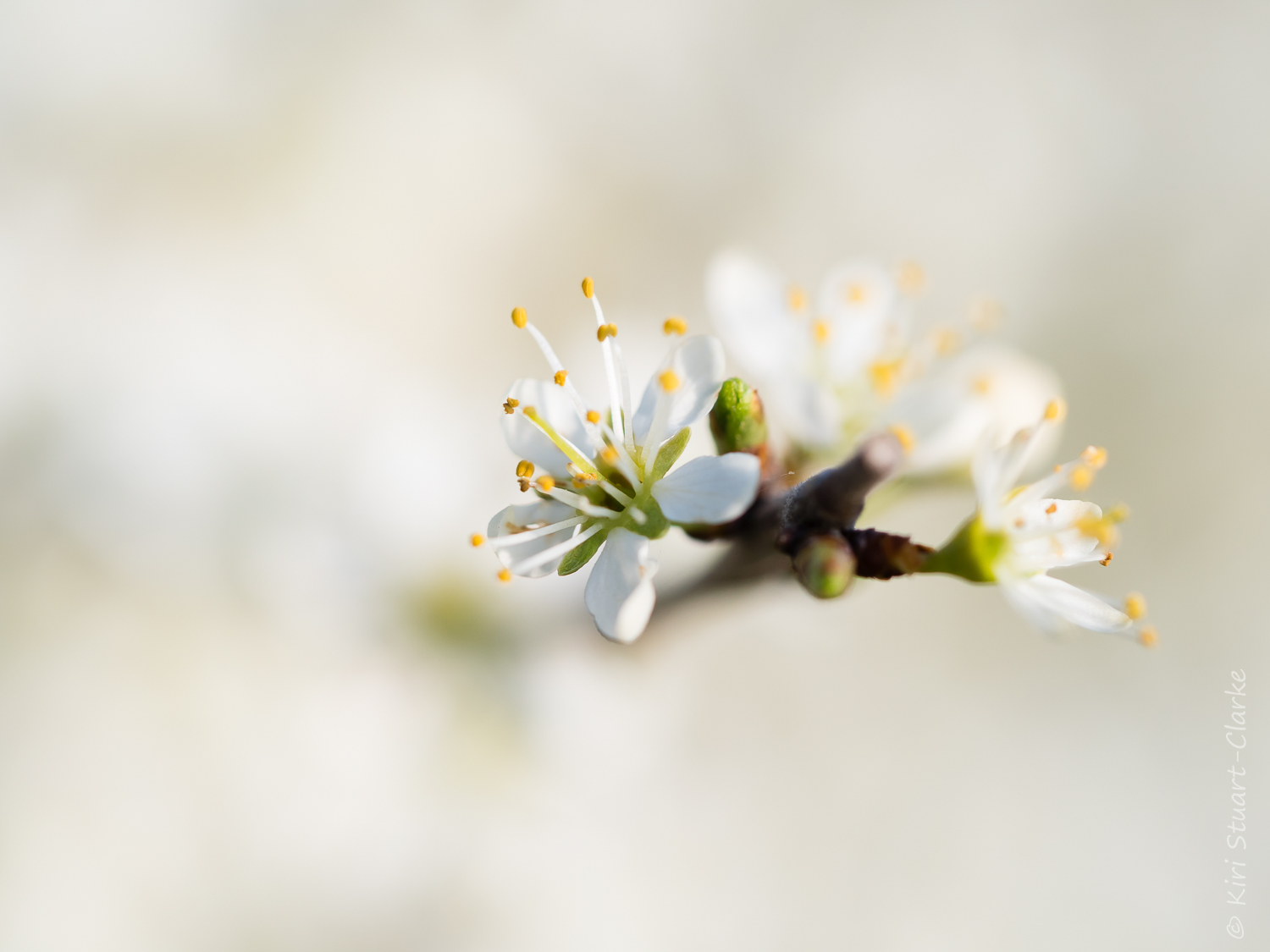  White Blackthorn blossom full frame 