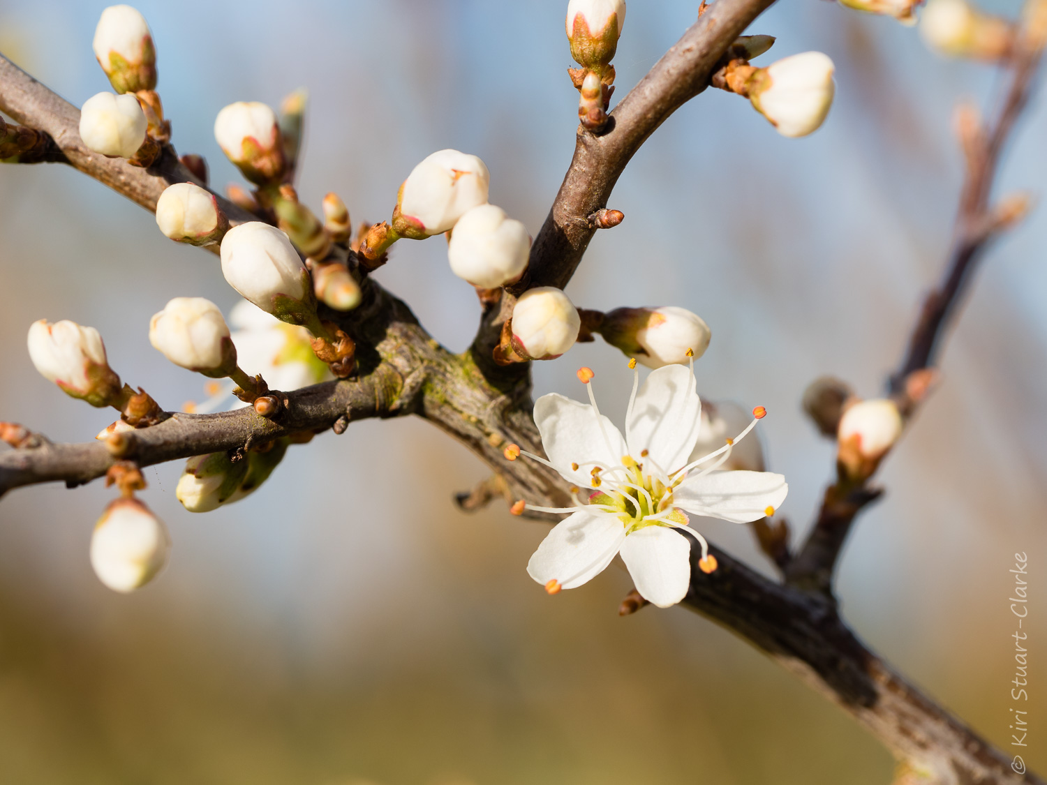  Blackthorn blossom and buds 