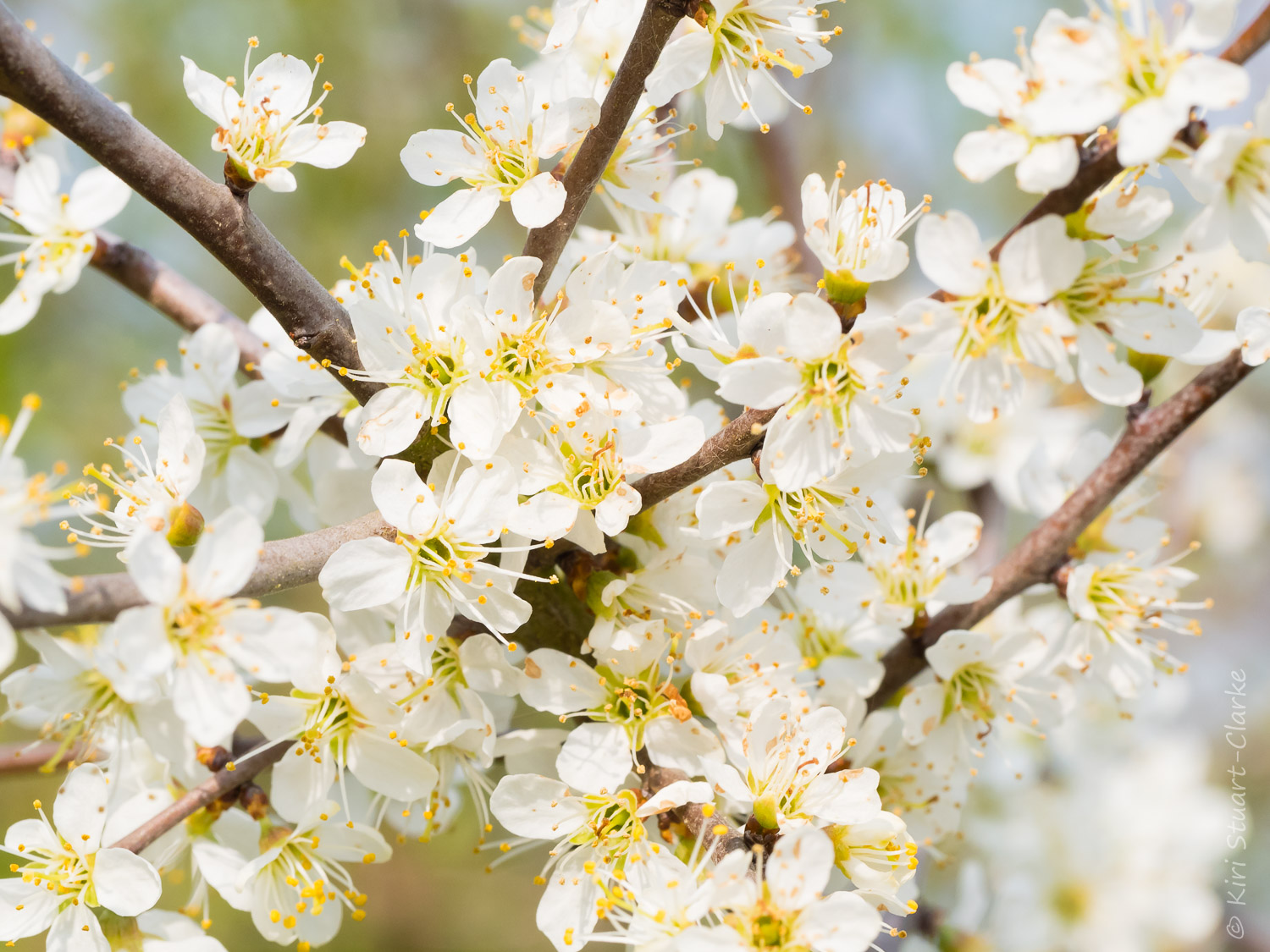  Blackthorn blossom cluster 