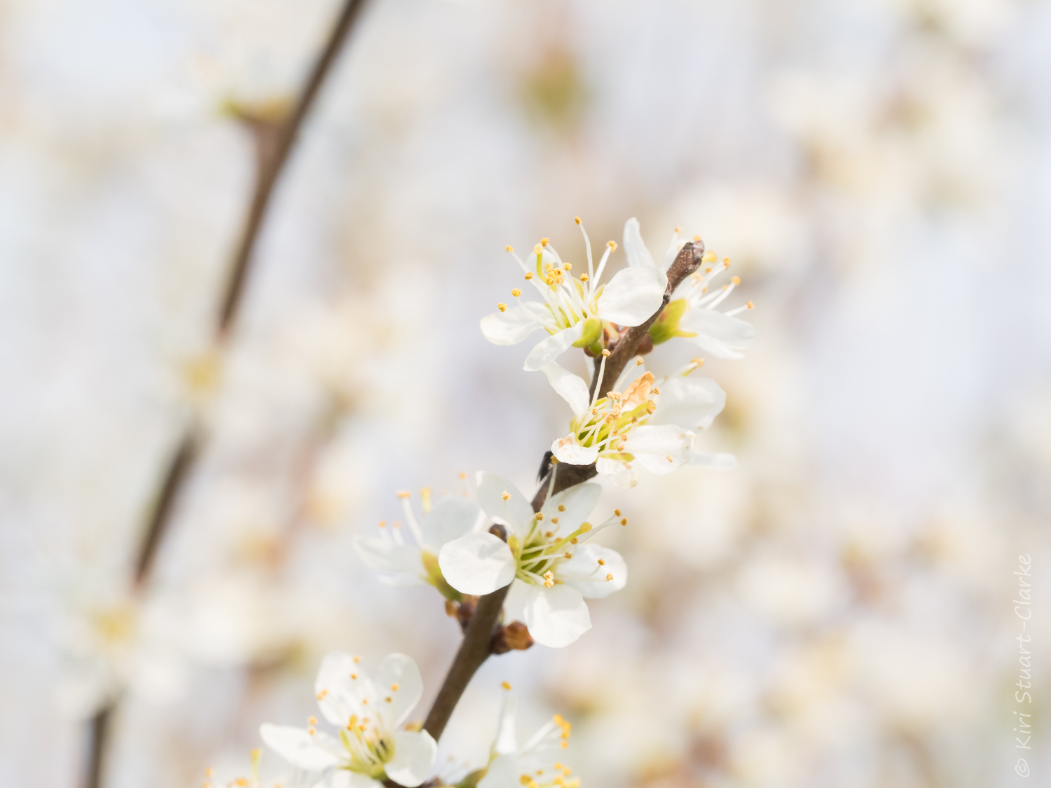  Blackthorn blossom sprig in springtime 