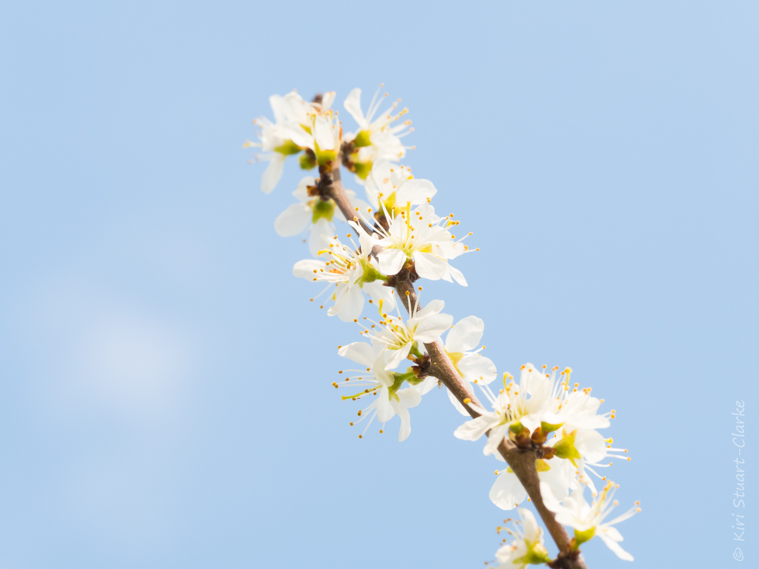  Blackthorn blossom sprig 