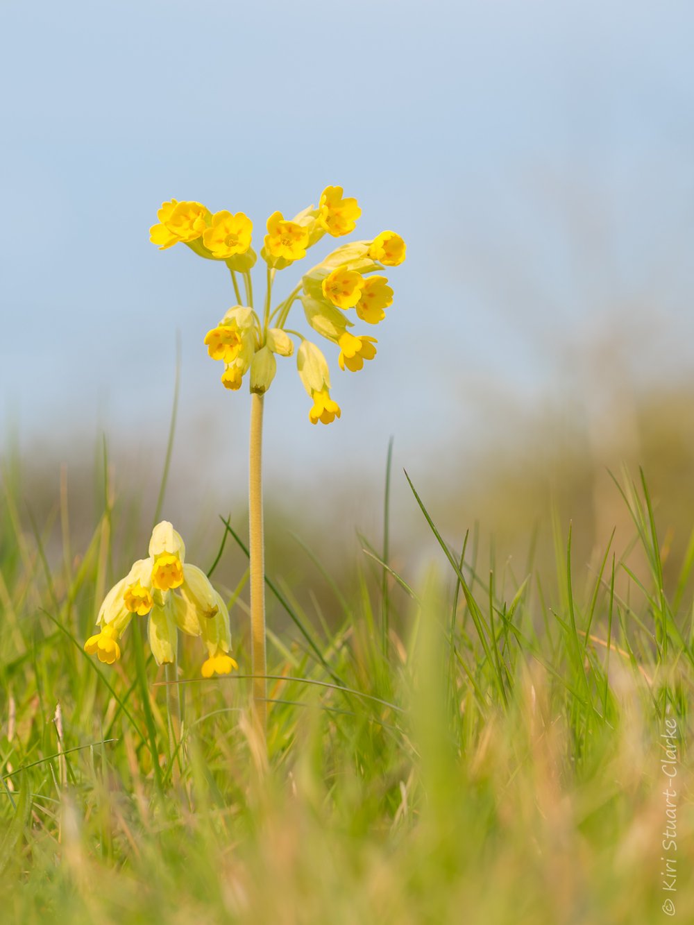 Cheery Cowslips — Kiri