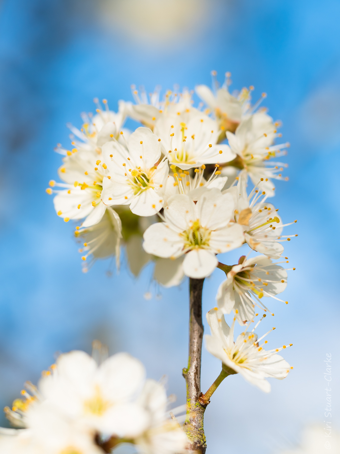 Blackthorn blossom spray