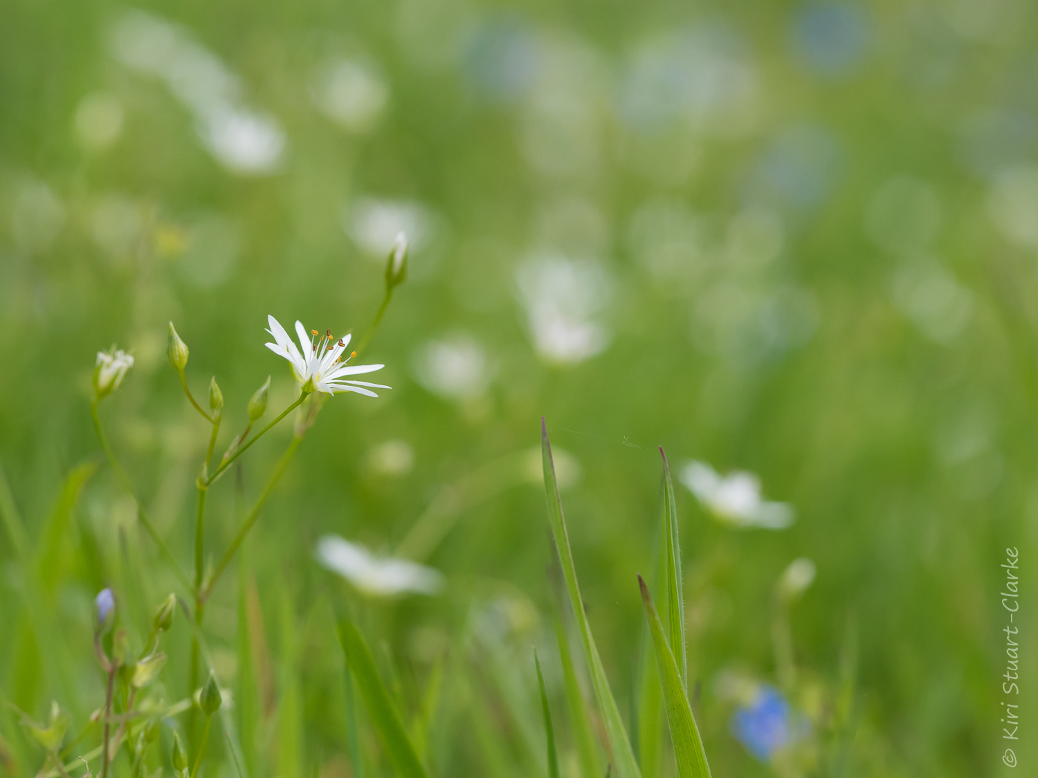 Lesser Stitchwort flower in profile