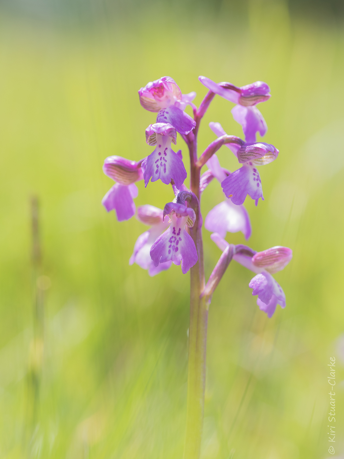 Green-winged orchid