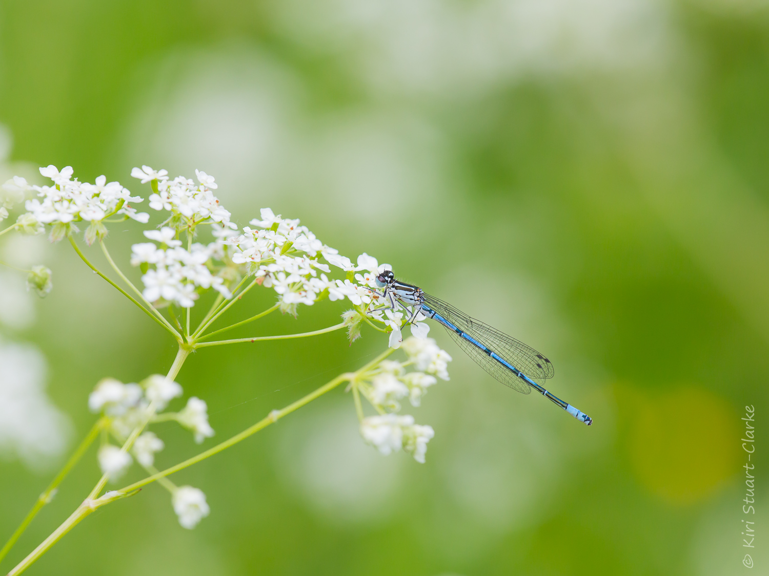 Azure blue damselfly on Cow parsley