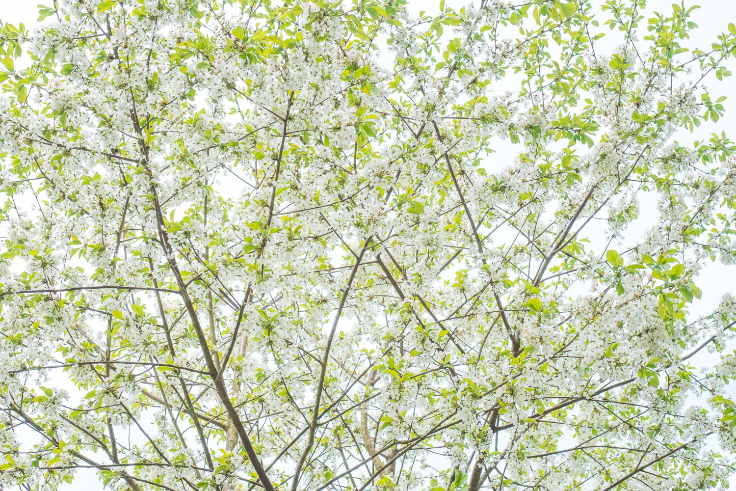 High key apple blossom